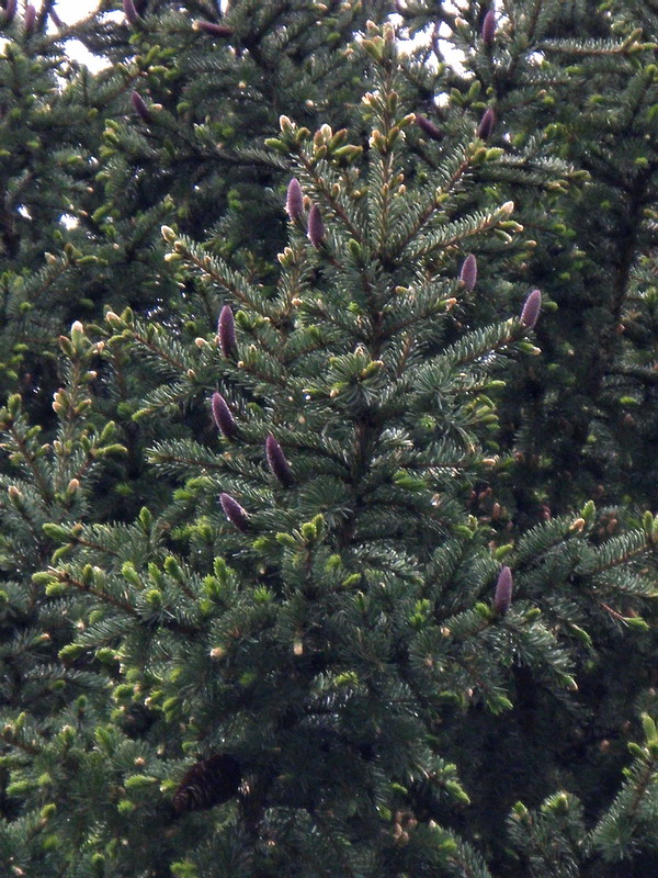 Image of Picea obovata specimen.