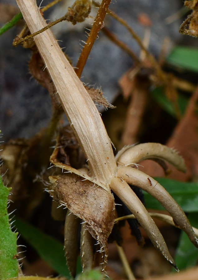 Image of Hedypnois rhagadioloides specimen.