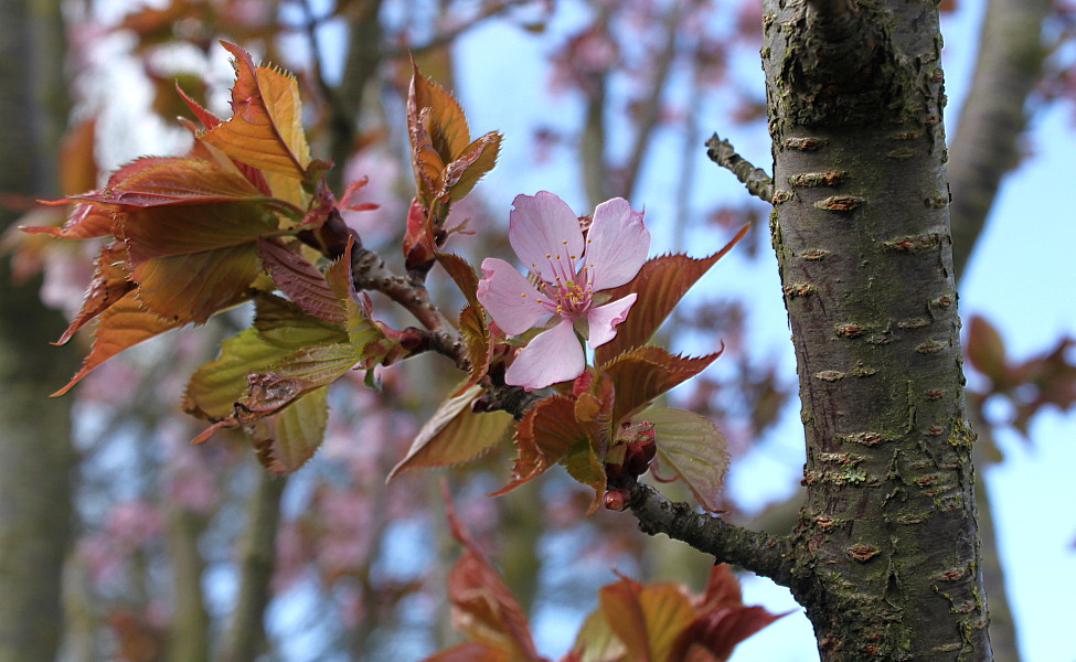 Изображение особи Cerasus sachalinensis.