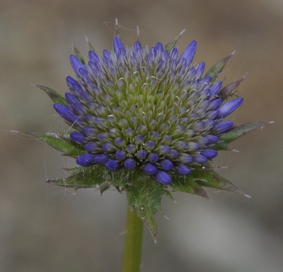 Image of Jasione heldreichii specimen.