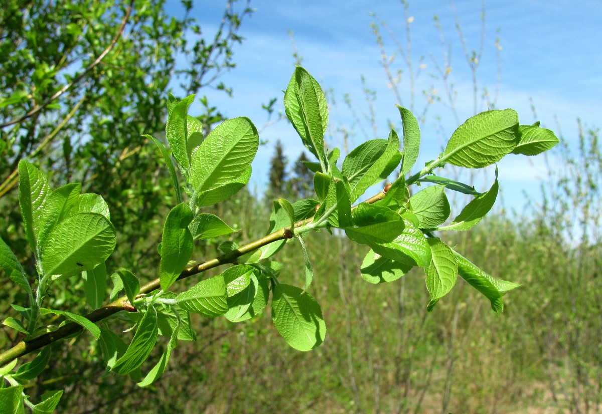 Image of genus Salix specimen.