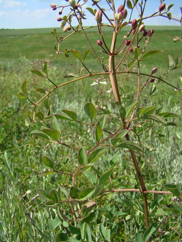 Изображение особи Clematis lathyrifolia.