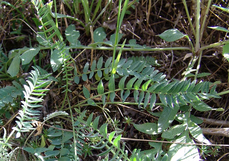 Image of Oxytropis dasypoda specimen.