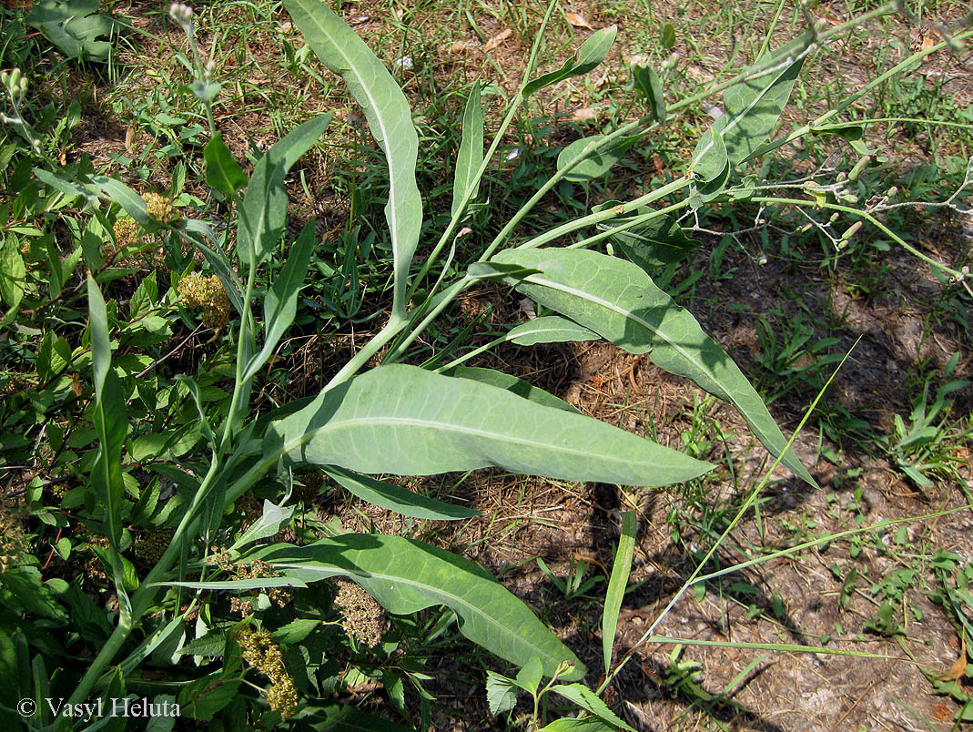 Image of Lactuca tatarica specimen.