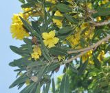 Tabebuia caraiba. Верхушка ветви с соцветием. Таиланд, пров. Сураттхани, о-в Тао. 28.06.2013.