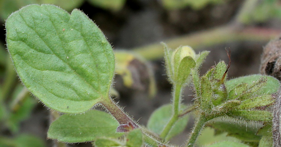 Изображение особи Phacelia bolanderi.