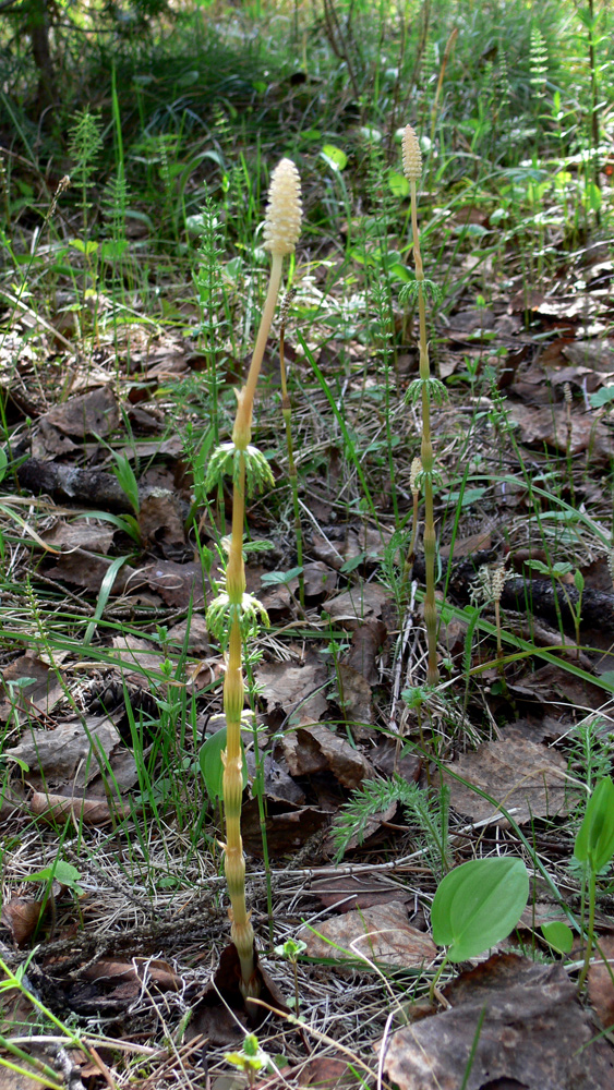 Изображение особи Equisetum sylvaticum.