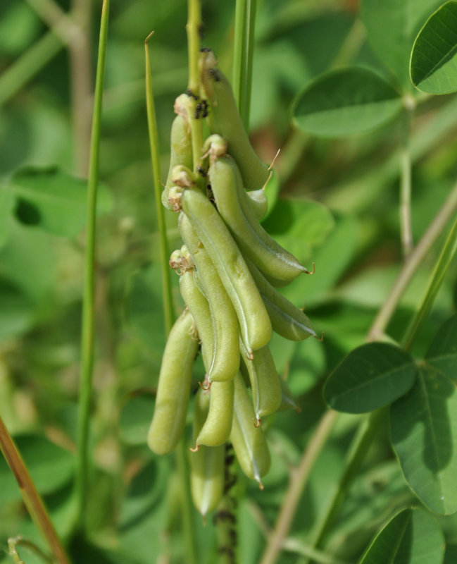 Image of Crotalaria pallida specimen.