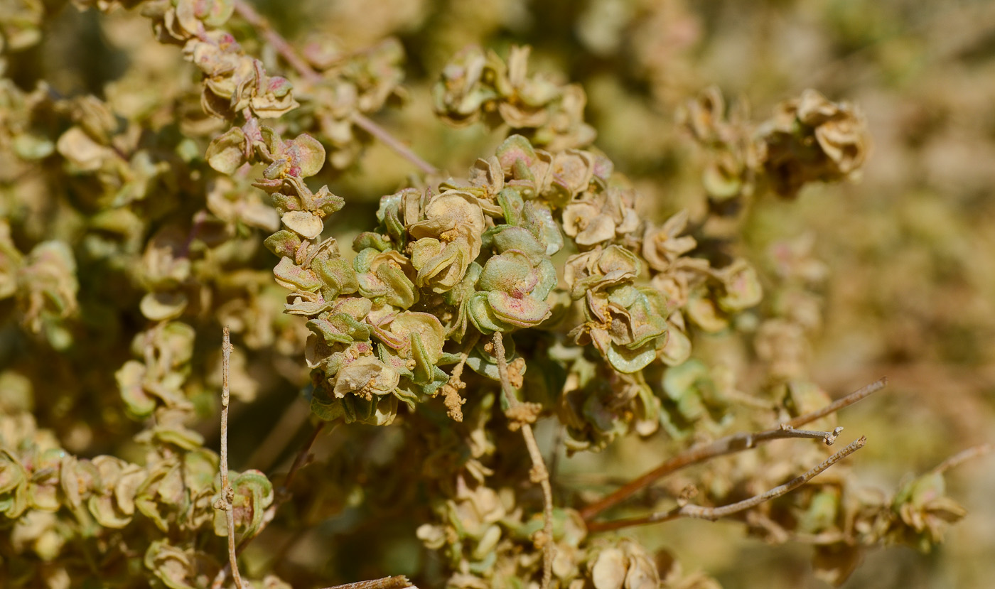 Image of Atriplex halimus specimen.