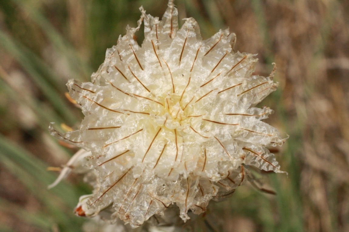 Изображение особи Asphodeline taurica.