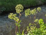 Archangelica officinalis. Верхушки плодоносящих растений. Санкт-Петербург, Петергоф, Луговой парк. 30.06.2010.