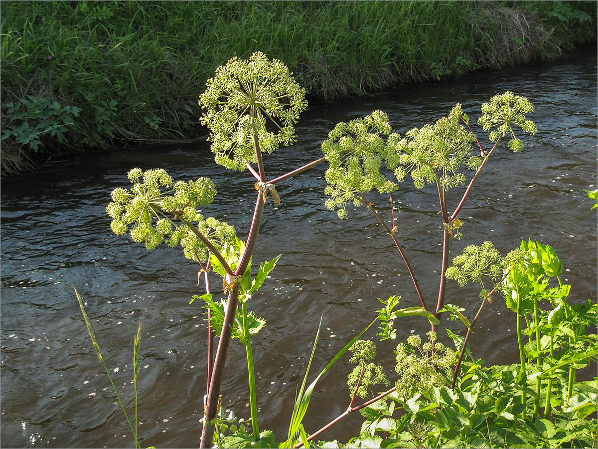 Изображение особи Archangelica officinalis.