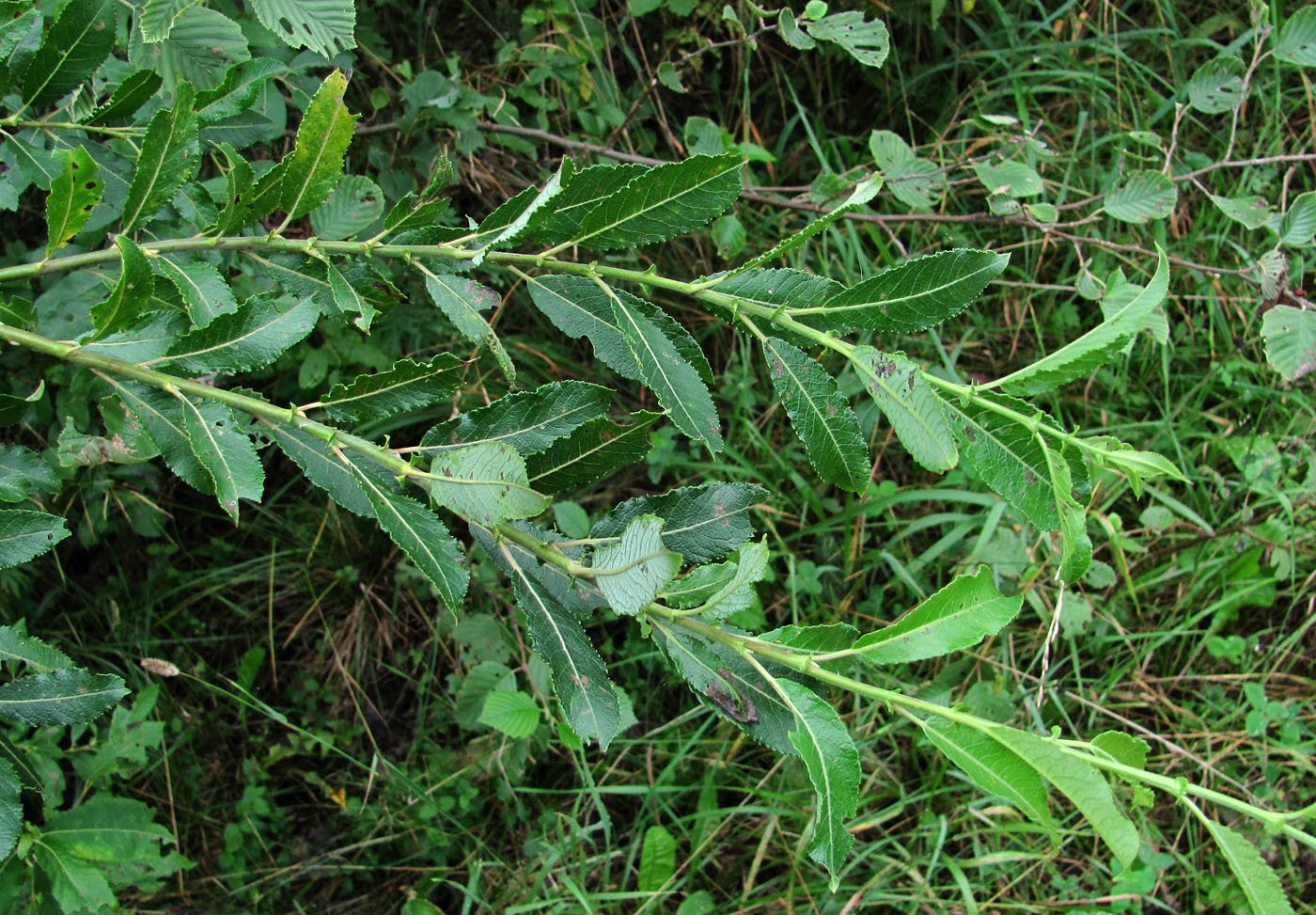 Изображение особи Salix myrsinifolia.