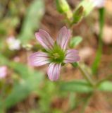 Cerastium pseudobulgaricum