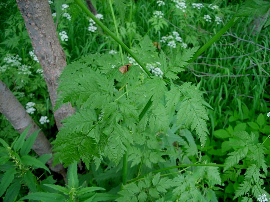 Image of Anthriscus sylvestris specimen.