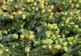 Picea glauca. Ветви с распускающимися почками и молодыми побегами ('Echiniformis'). Германия, г. Дюссельдорф, Ботанический сад университета. 04.05.2014.