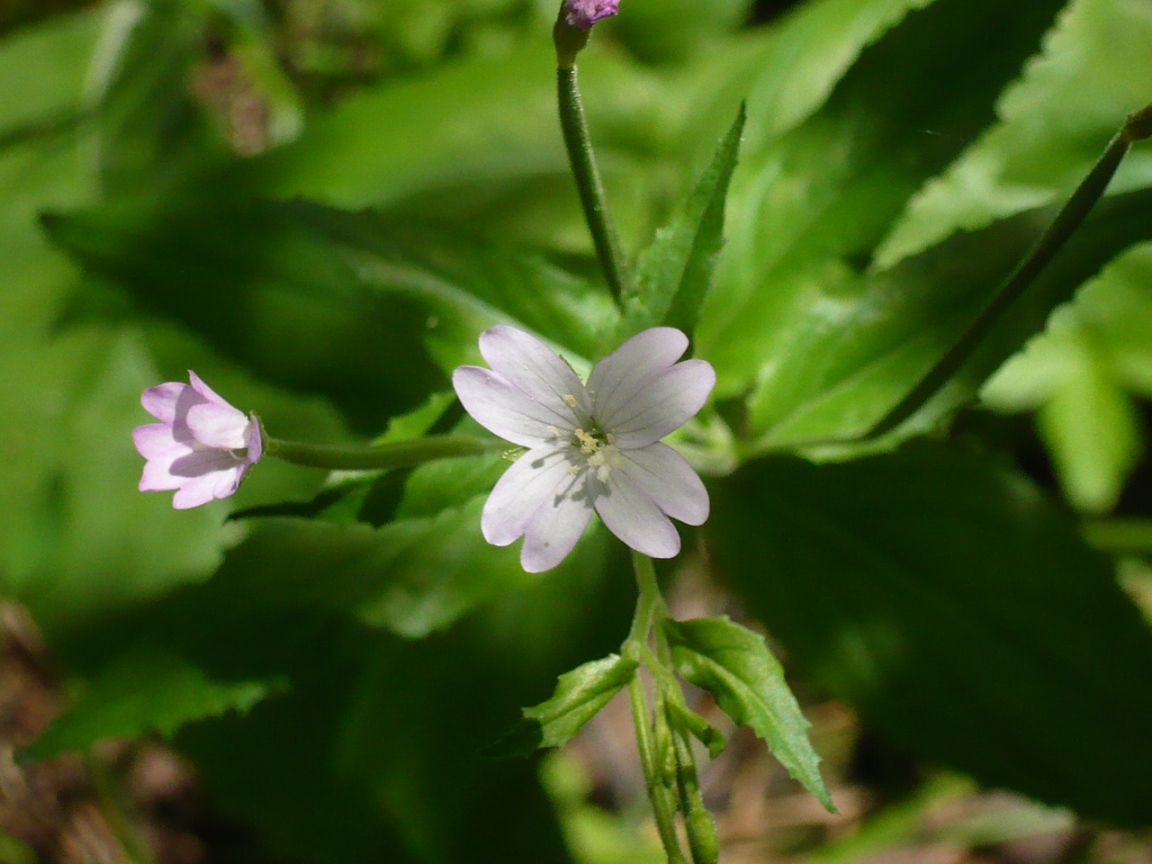 Image of Epilobium montanum specimen.