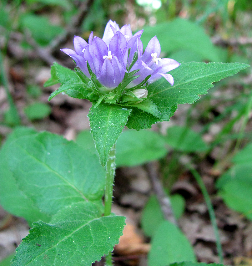 Изображение особи Campanula maleevii.