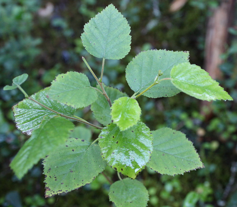 Image of Betula pubescens specimen.