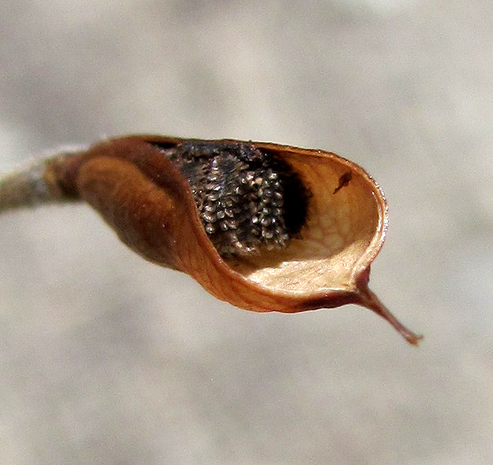 Image of Delphinium paniculatum specimen.