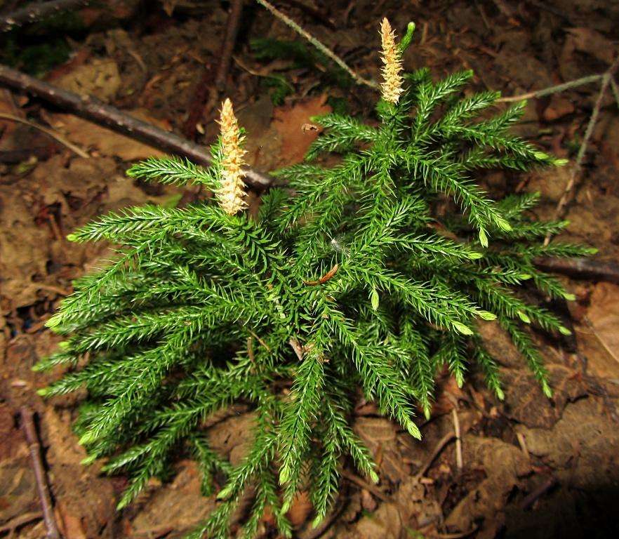 Изображение особи Lycopodium juniperoideum.