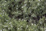 Galium pseudohumifusum. Цветущее растение. Саратов, р-н Телевышки. 27.07.2014.