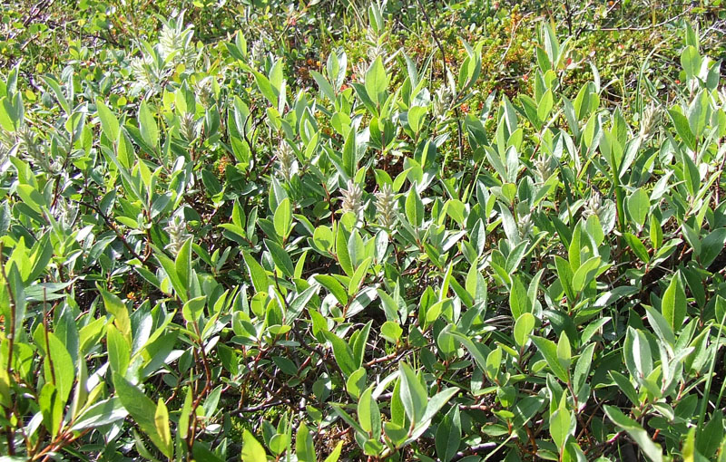 Изображение особи Salix glauca.