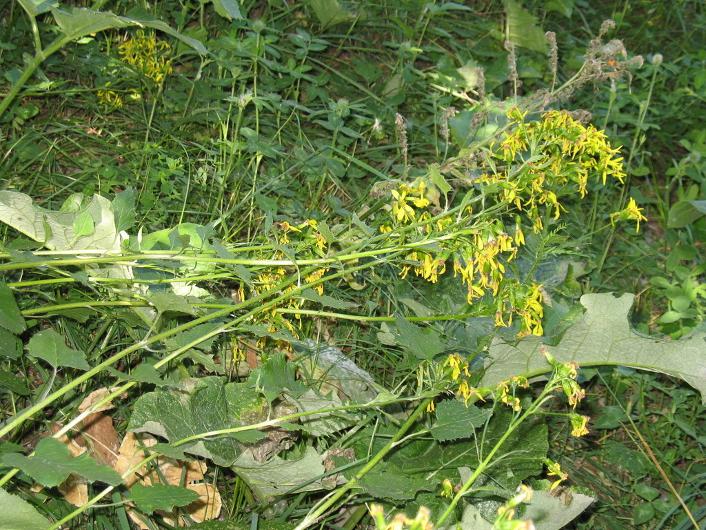 Изображение особи Ligularia thomsonii.