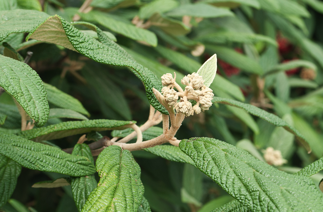 Изображение особи Viburnum rhytidophyllum.