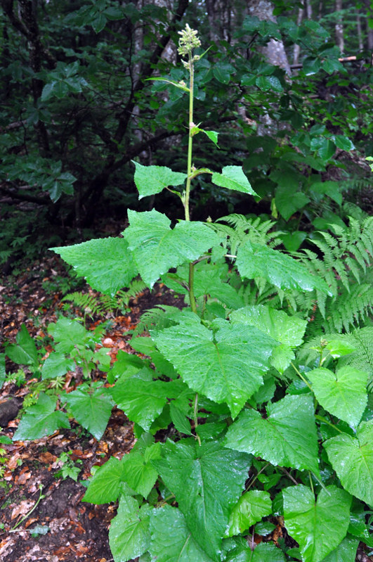 Image of Cicerbita macrophylla specimen.