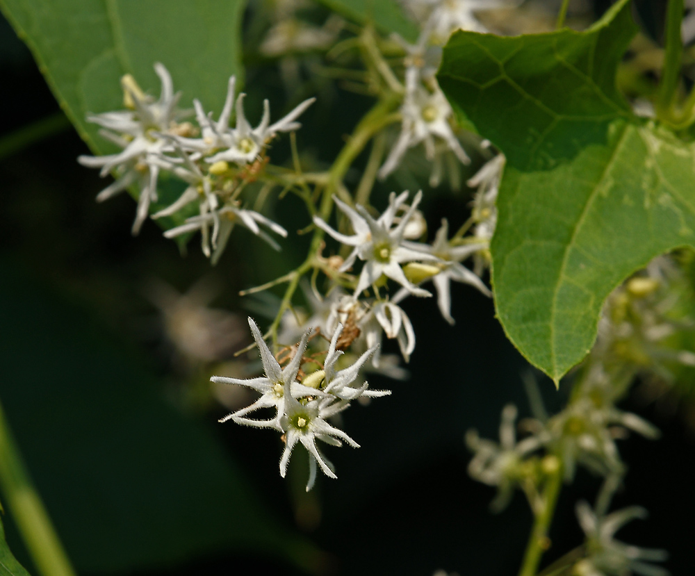 Изображение особи Echinocystis lobata.