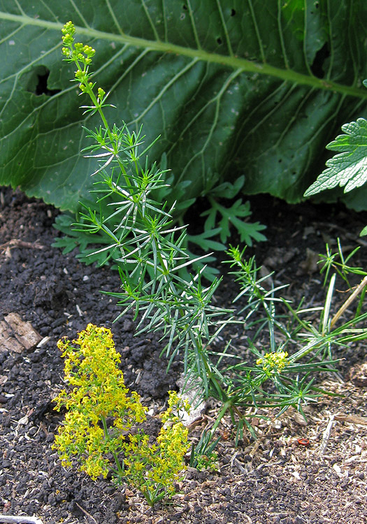 Изображение особи Galium verum.