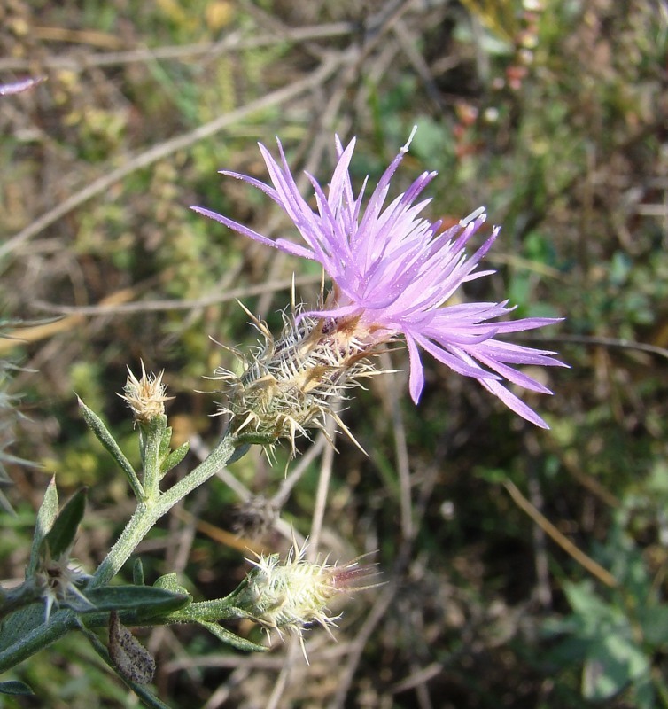 Image of Centaurea diffusa specimen.