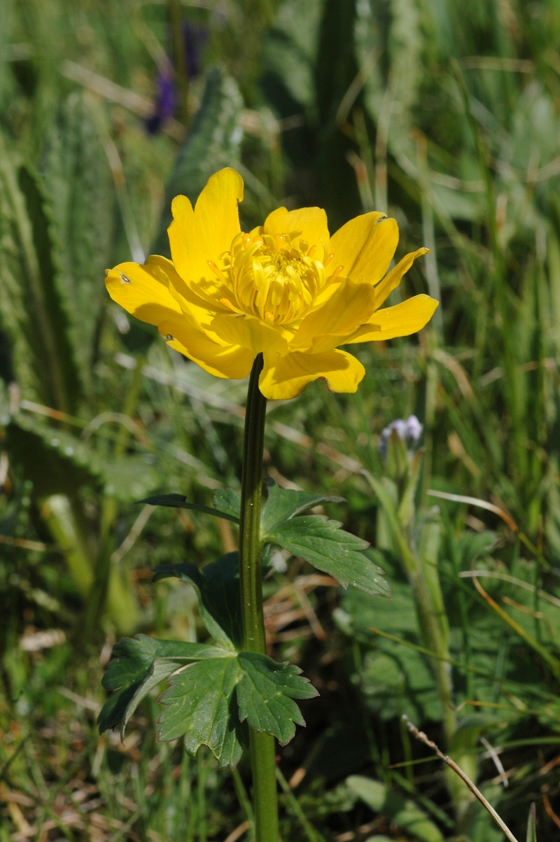 Изображение особи Trollius dschungaricus.