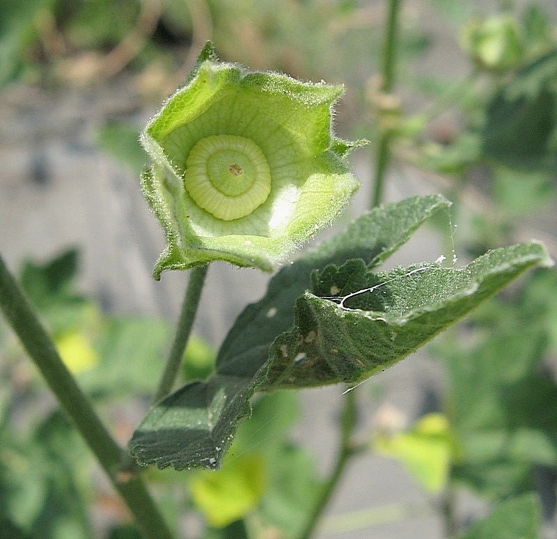 Image of Malva thuringiaca specimen.