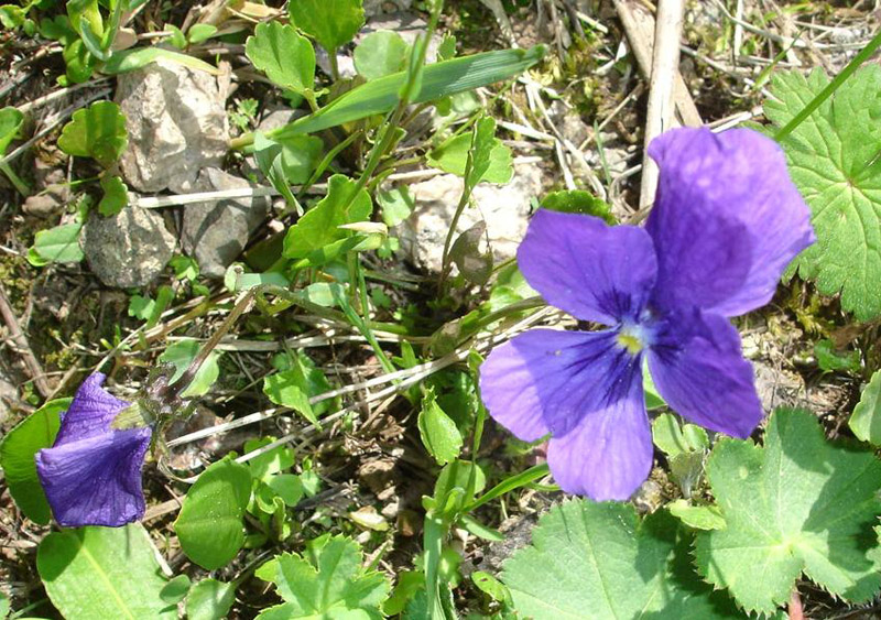 Image of Viola altaica specimen.