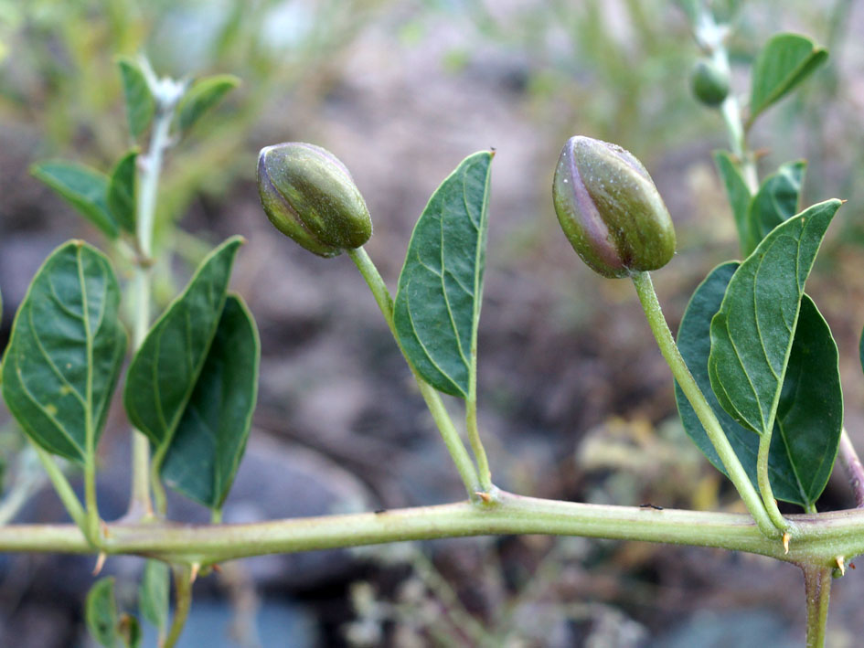 Изображение особи Capparis herbacea.