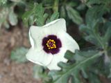 Hibiscus trionum