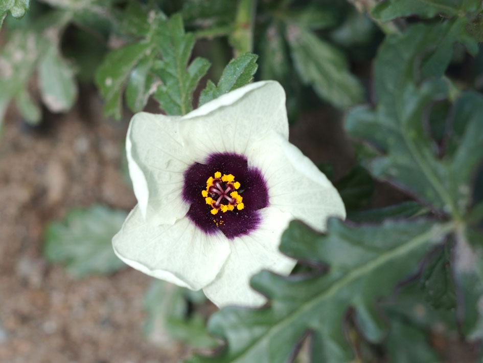 Изображение особи Hibiscus trionum.