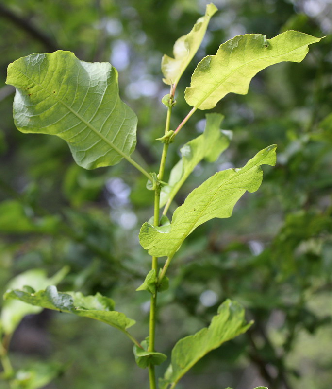 Изображение особи Salix pyrolifolia.