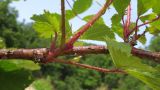 Rubus caucasicus