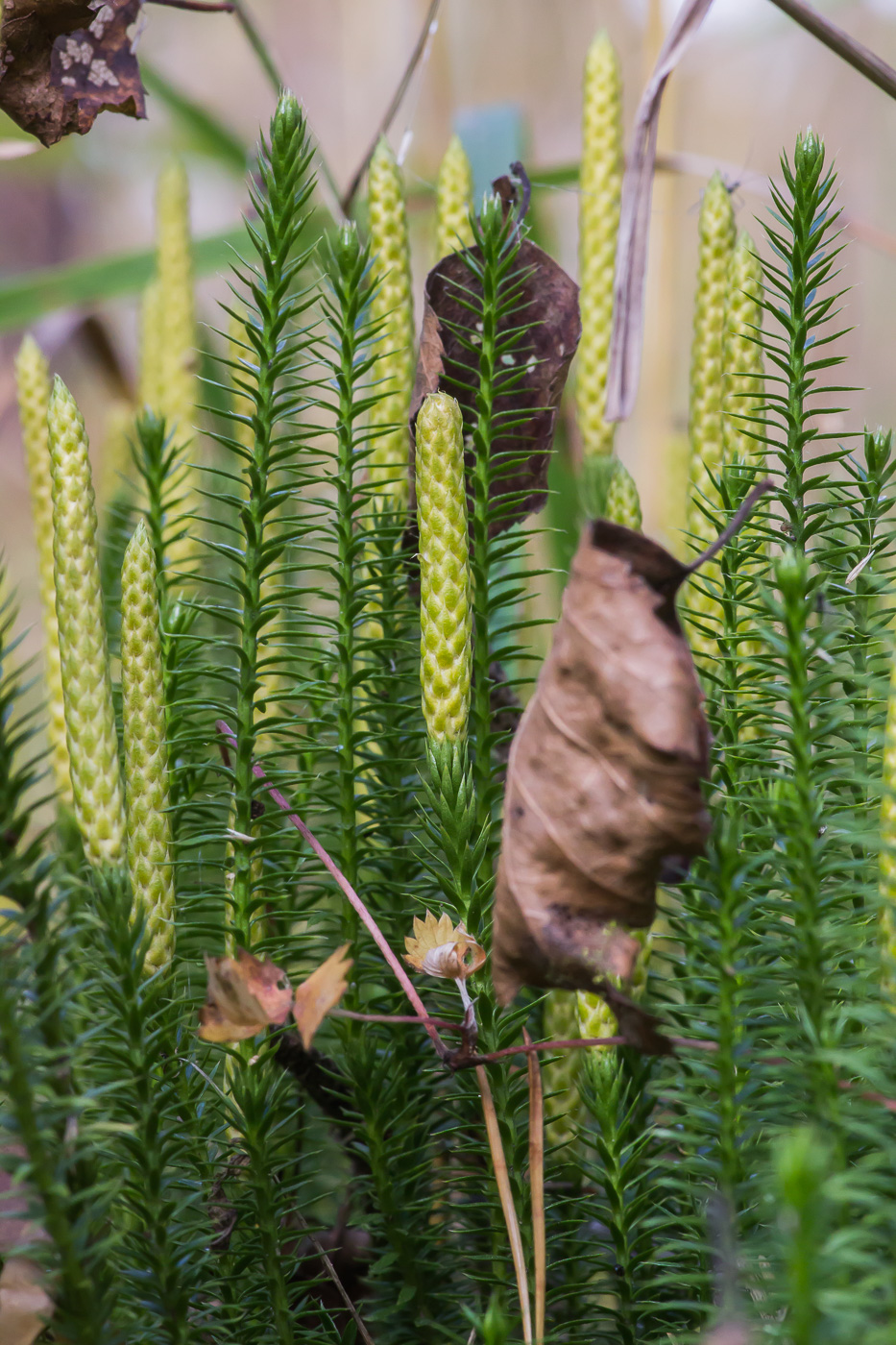 Изображение особи Lycopodium annotinum.