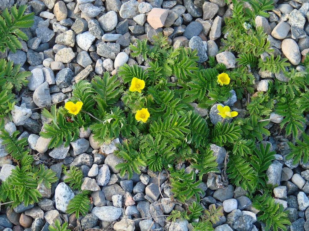 Image of Potentilla anserina specimen.