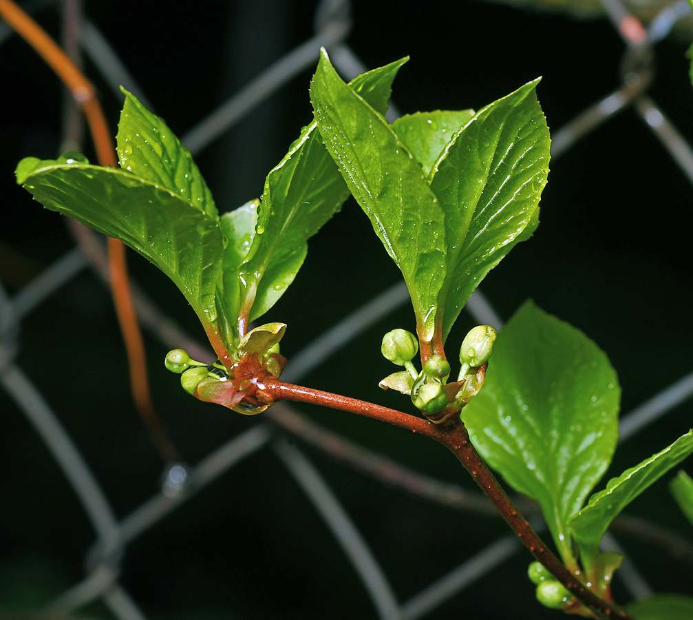 Изображение особи Schisandra chinensis.