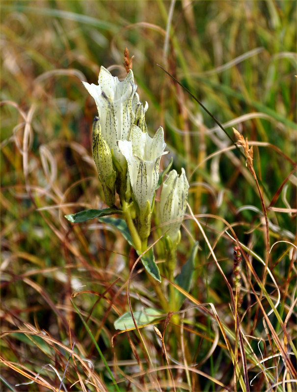 Image of Gentiana algida specimen.