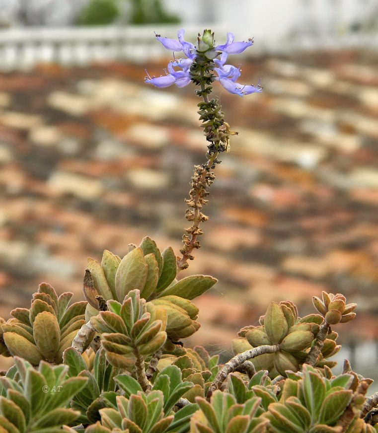 Image of Coleus neochilus specimen.