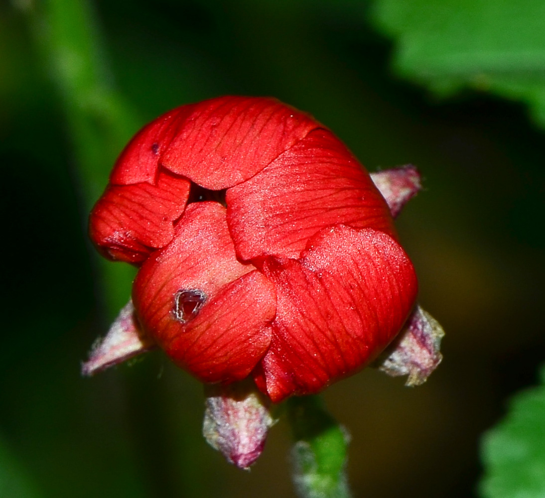 Изображение особи Ranunculus asiaticus.