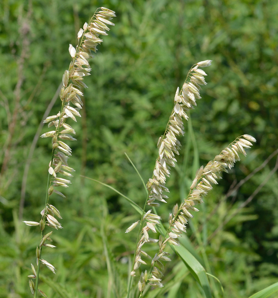 Image of Melica altissima specimen.