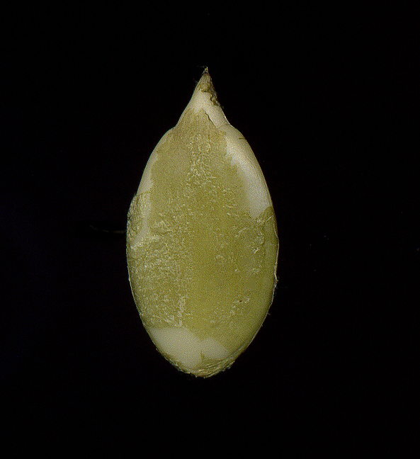 Image of Cucurbita pepo specimen.