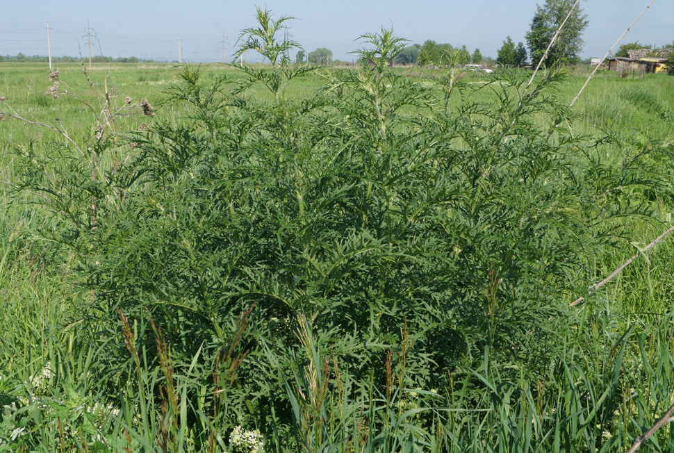 Image of Urtica cannabina specimen.